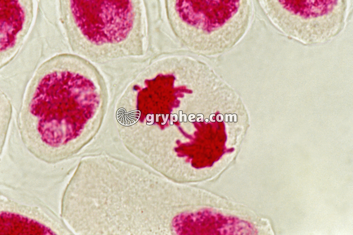 Mitose - cellules de racine d'Ail (écrasement) - Télophase x400 - gryphea.com